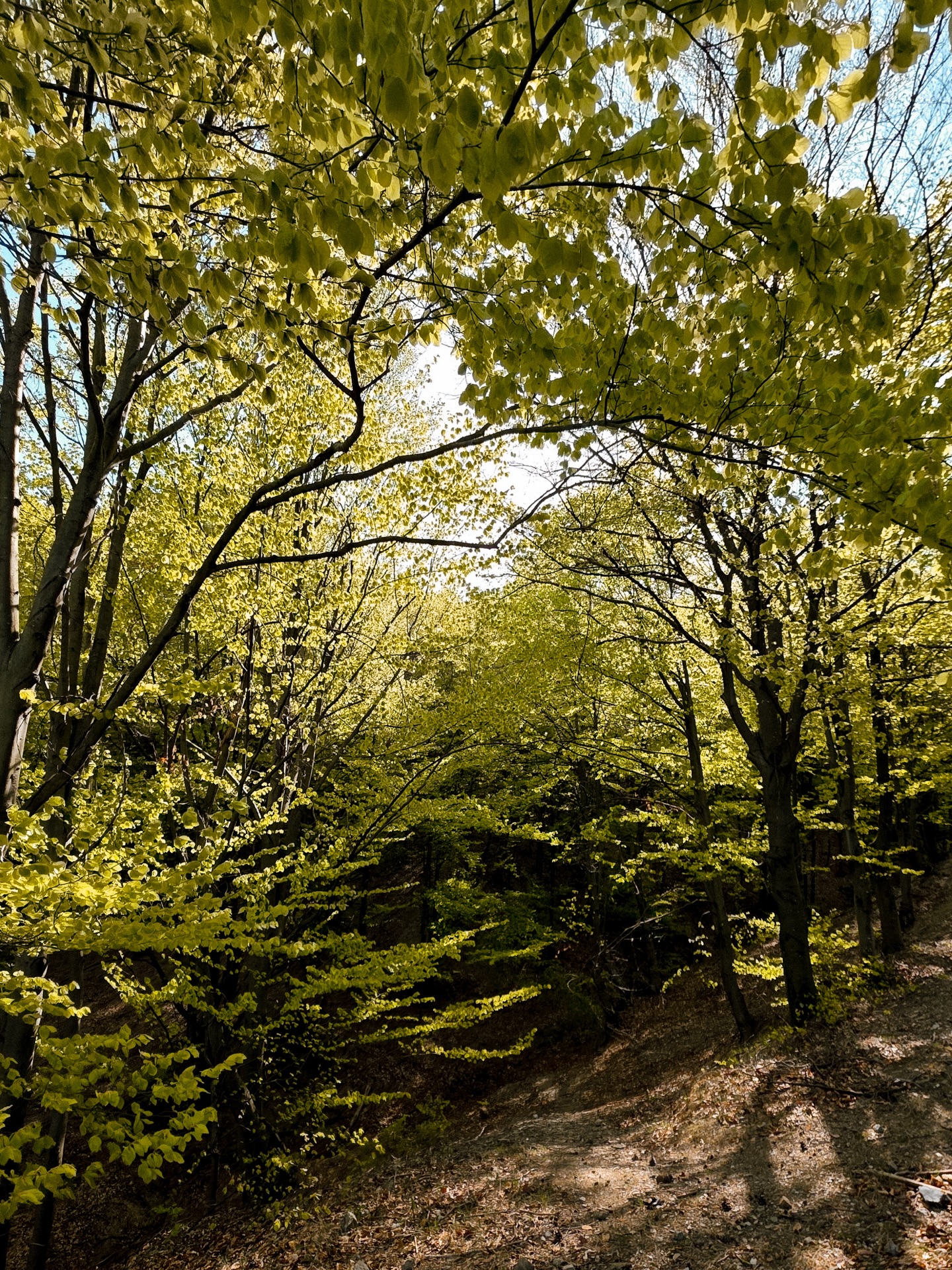 Recunoaștere ZUT: Bifat! ✅
Swipe pentru a vedea o mică parte din distracția de azi! 🏃♂️🏃♀️
3 trasee, zeci de kilometri și o doză maximă de endorfine. Pădurea ne-a primit cu soare, iar picioarele au simțit din plin fiecare diferență de nivel. 📈 Ne-am reamintit și de ce iubim acest sport: pentru momentele în care ești doar tu, poteca și muntele (plus o gașcă veselă de alergători!).
Pregătirile continuă 🦾
Nu uita că doar înscrierea îți asigură un loc la linia de start de la ZUT 2026 powered by EGOinteriors!
🌐 Detalii & înscrieri: www.zut.run
📆 10-12 iulie 2026
Tu la ce cursă te-ai înscris anul acesta? Scrie-ne în comentarii! 👇
____________________
ZUT Recon: Check! ✅
Swipe for a glimpse of today’s fun! 🏃♂️🏃♀️
3 routes, dozens of kilometers, and a massive dose of endorphins. The forest welcomed us with sunshine, and our legs definitely felt every bit of the elevation gain. 📈 It was a great reminder of why we love this sport: for those moments when it’s just you, the trail, and the mountain (plus a cheerful crew of runners!).
The preparations continue 🦾
Don’t forget that only registration secures your spot at the starting line of ZUT 2026 powered by EGOinteriors!
🌐 Details & Registration: www.zut.run
📆 July 10-12, 2026
Which race are you signed up for this year? Let us know in the comments! 👇